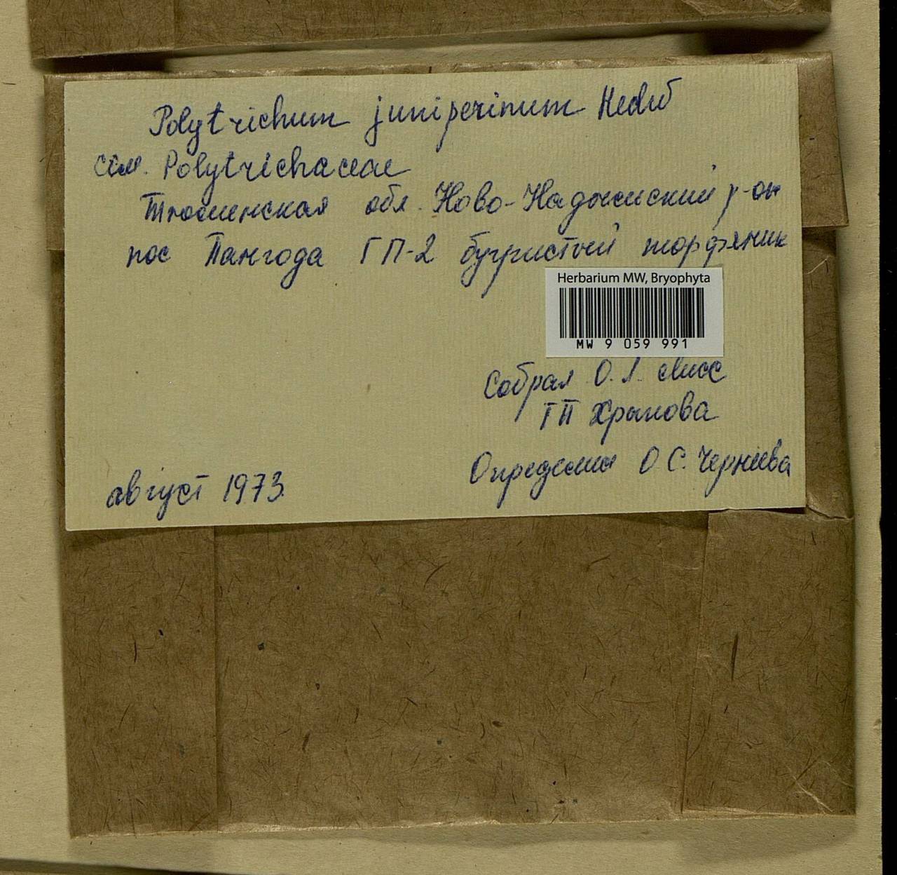 Polytrichum juniperinum Hedw., Гербарий мохообразных, Мхи - Западная Сибирь (включая Алтай) (B15) (Россия)