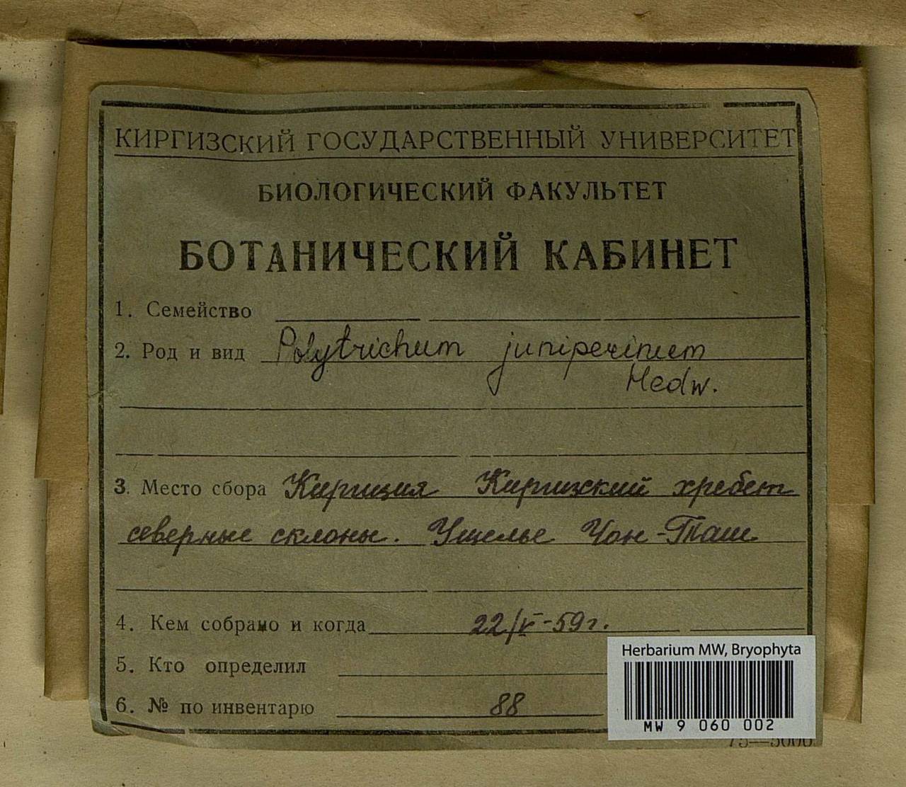 Polytrichum juniperinum Hedw., Гербарий мохообразных, Мхи - Средняя Азия и Казахстан (B16) (Киргизия)