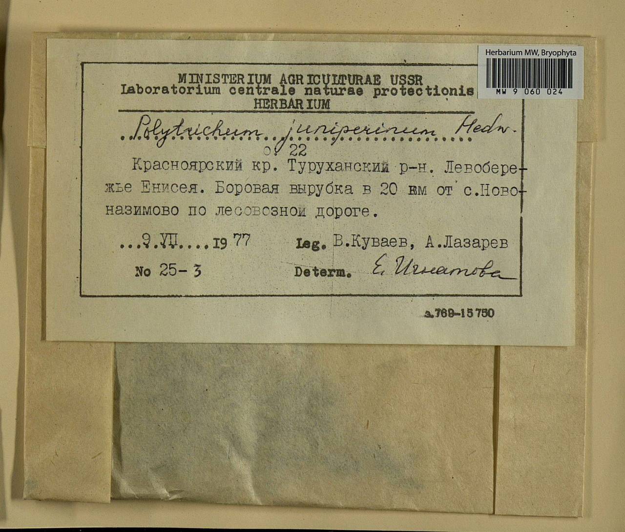 Polytrichum juniperinum Hedw., Гербарий мохообразных, Мхи - Красноярский край, Тыва и Хакасия (B17) (Россия)