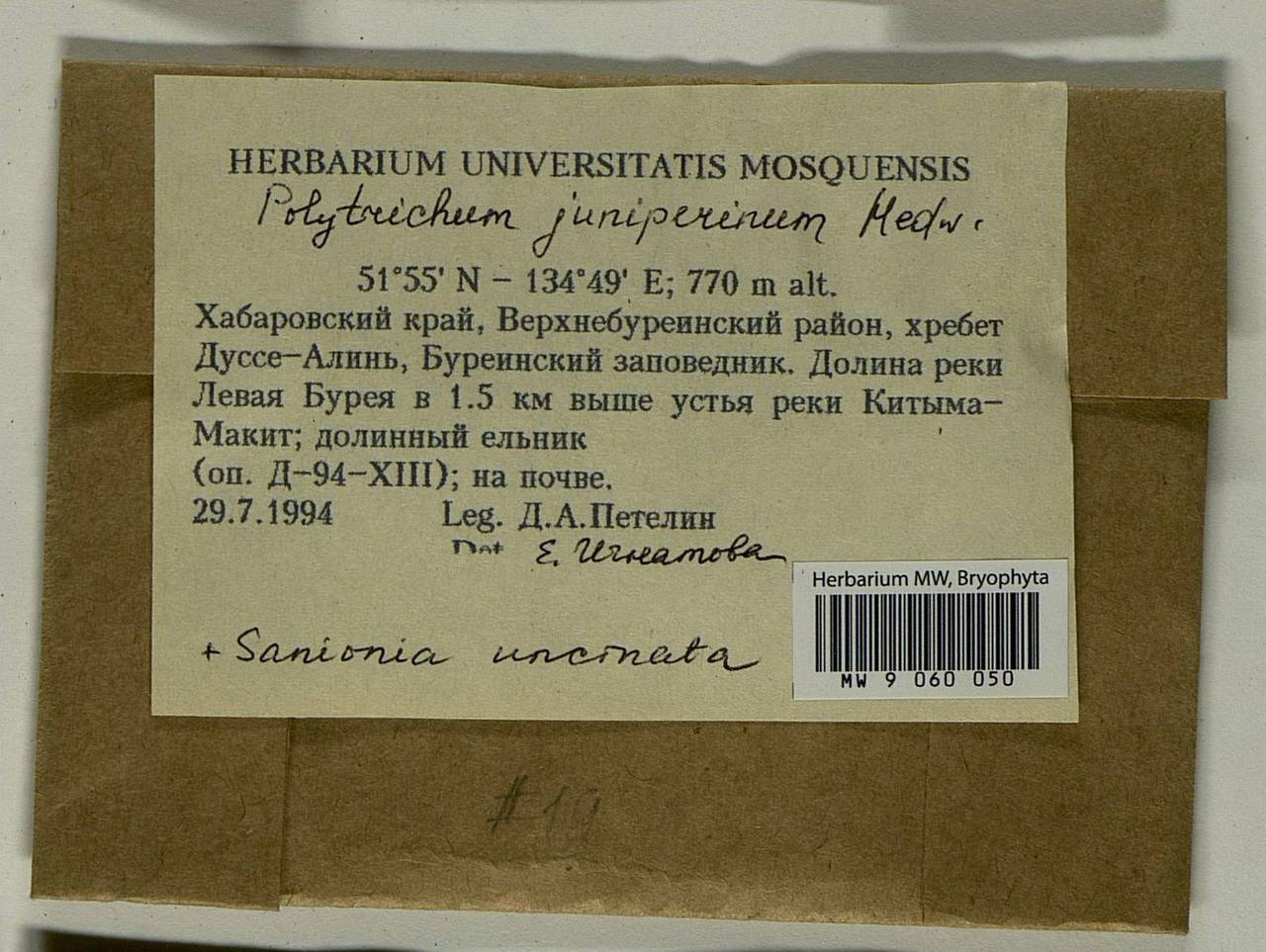 Polytrichum juniperinum Hedw., Гербарий мохообразных, Мхи - Дальний Восток (без Чукотки и Камчатки) (B20) (Россия)