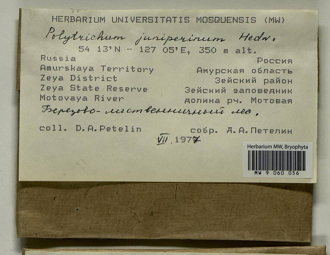 Polytrichum juniperinum Hedw., Гербарий мохообразных, Мхи - Дальний Восток (без Чукотки и Камчатки) (B20) (Россия)