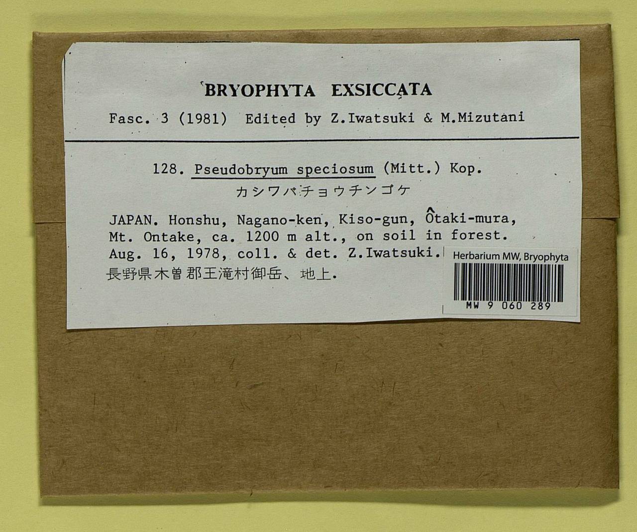 Pseudobryum speciosum (Mitt.) T.J. Kop., Гербарий мохообразных, Мхи - Азия (вне границ бывшего СССР) (BAs) (Япония)