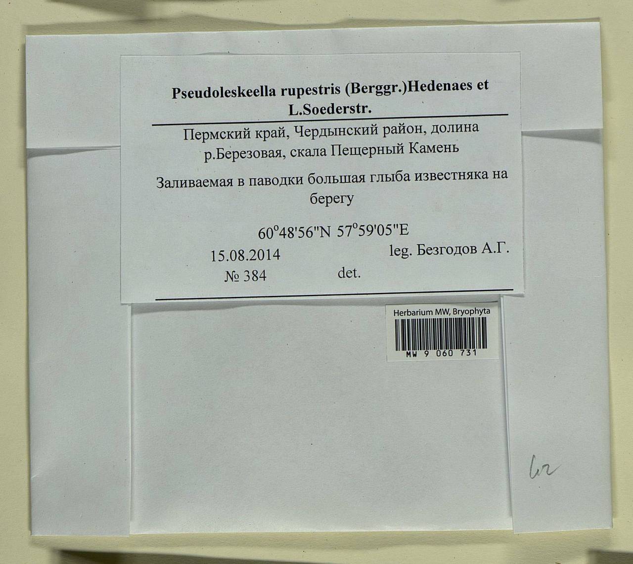 Pseudoleskeella rupestris (Berggr.) Hedenäs & L. Söderstr., Гербарий мохообразных, Мхи - Пермский край, Удмуртия, Свердловская и Кировская области (B8) (Россия)