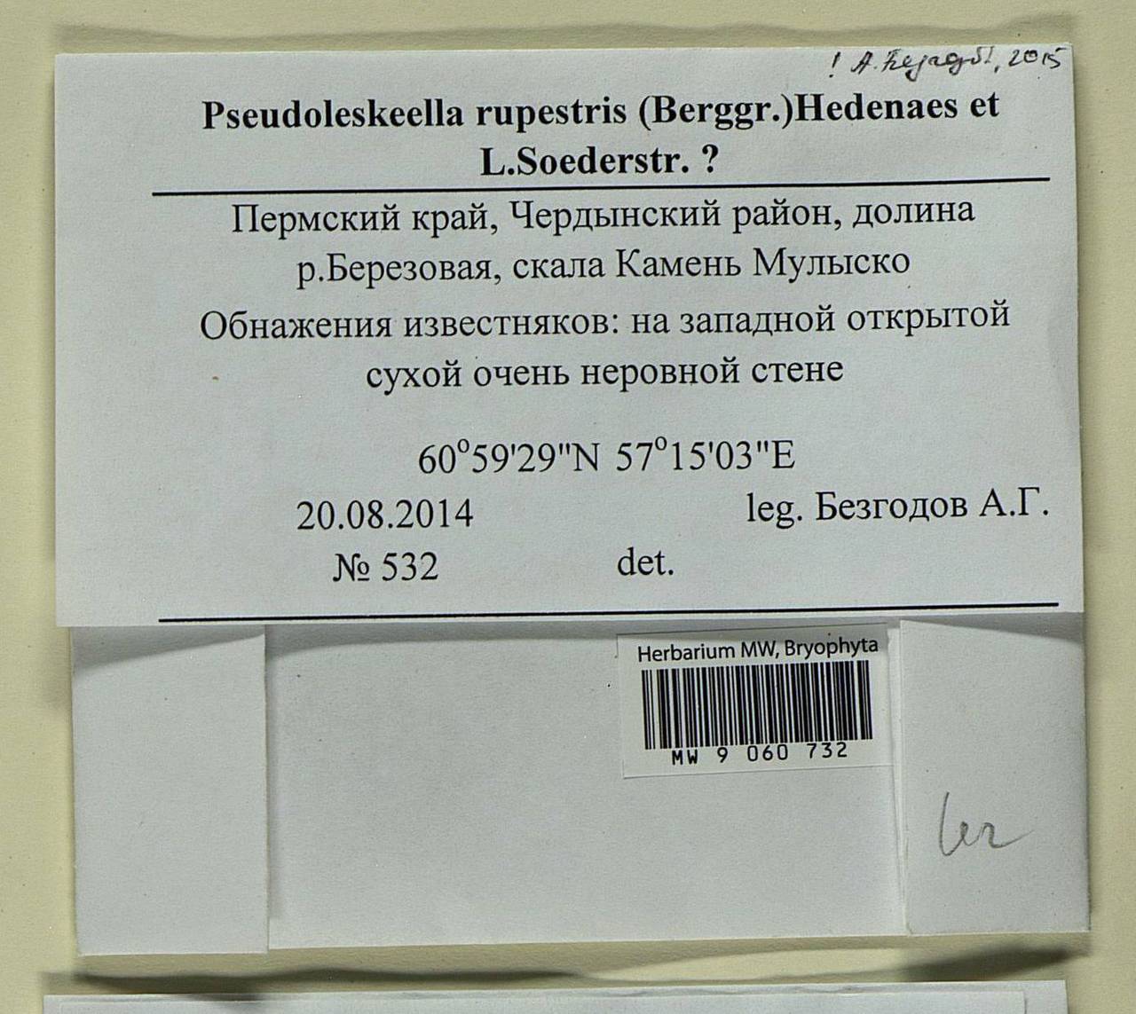 Pseudoleskeella rupestris (Berggr.) Hedenäs & L. Söderstr., Гербарий мохообразных, Мхи - Пермский край, Удмуртия, Свердловская и Кировская области (B8) (Россия)