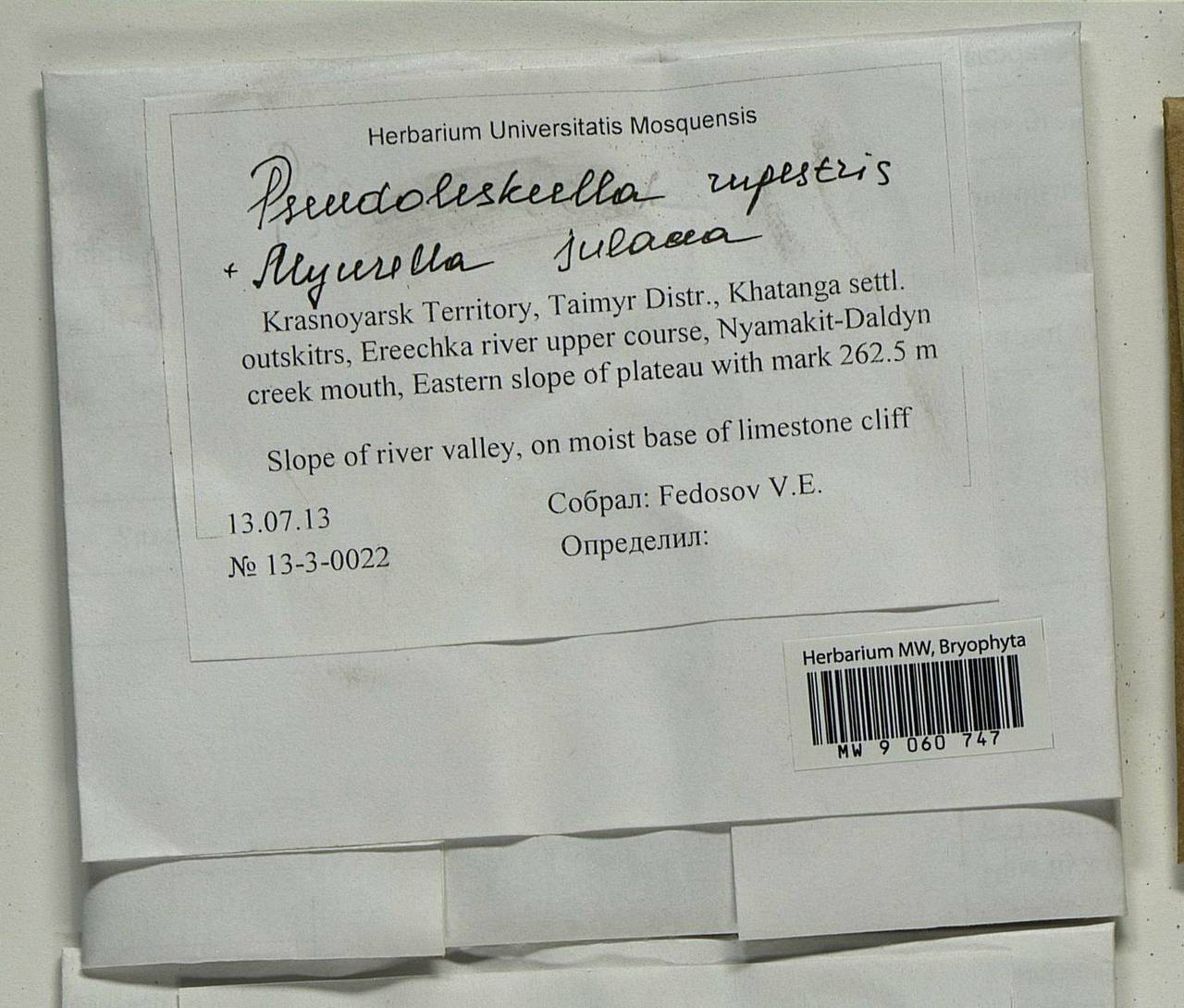 Pseudoleskeella rupestris (Berggr.) Hedenäs & L. Söderstr., Гербарий мохообразных, Мхи - Красноярский край, Тыва и Хакасия (B17) (Россия)