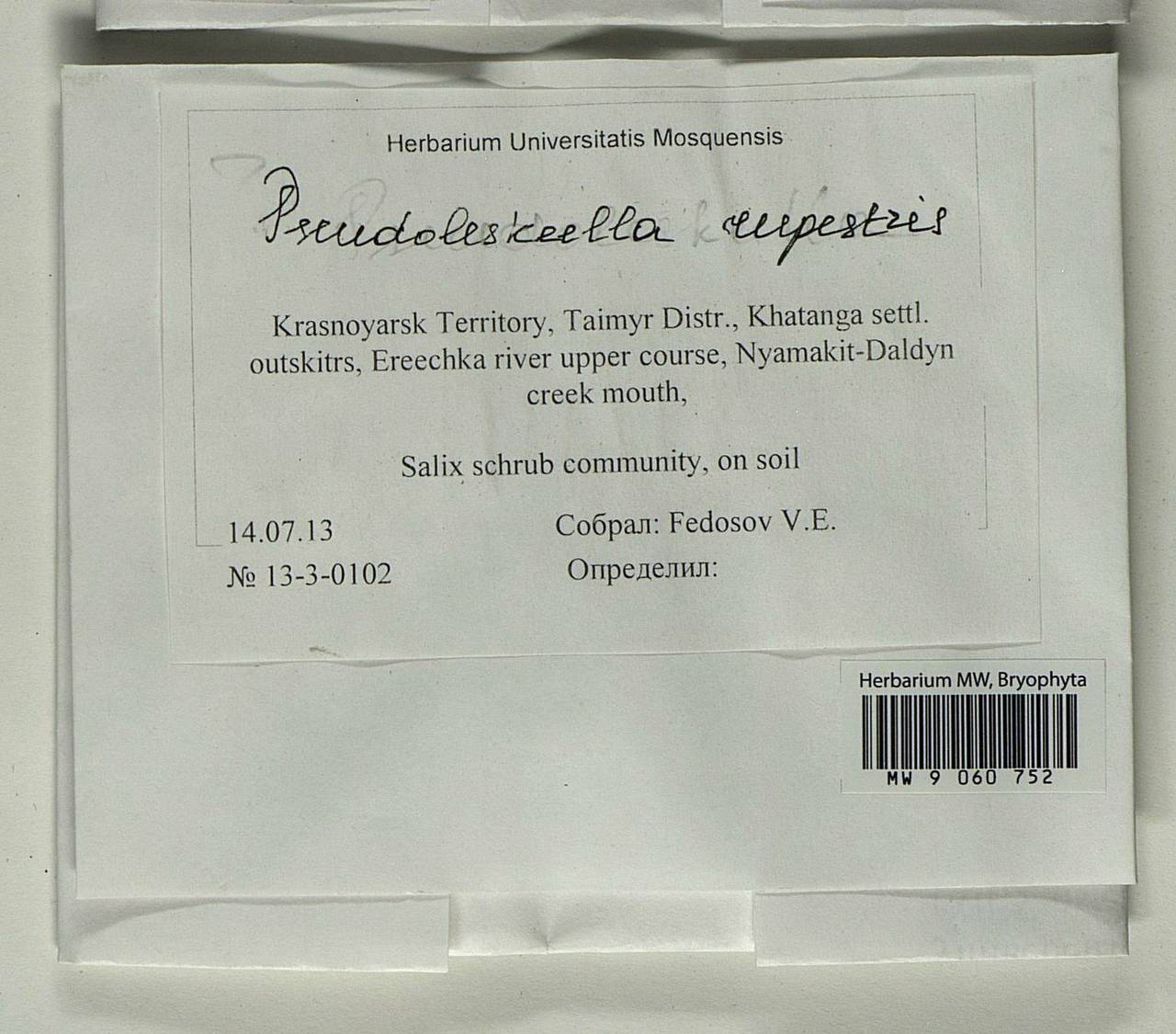 Pseudoleskeella rupestris (Berggr.) Hedenäs & L. Söderstr., Гербарий мохообразных, Мхи - Красноярский край, Тыва и Хакасия (B17) (Россия)