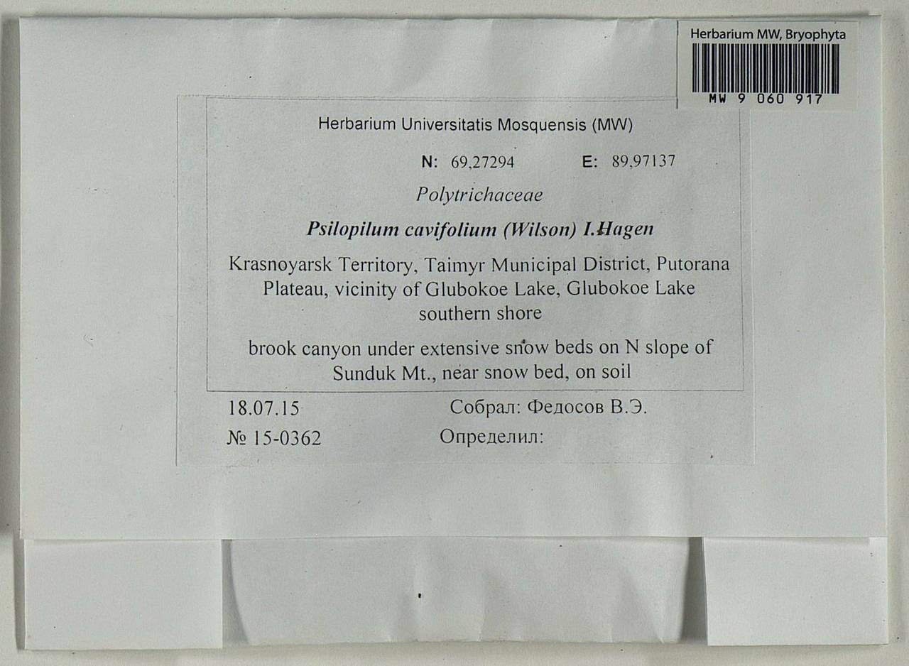 Psilopilum cavifolium (Wilson) I. Hagen, Гербарий мохообразных, Мхи - Красноярский край, Тыва и Хакасия (B17) (Россия)