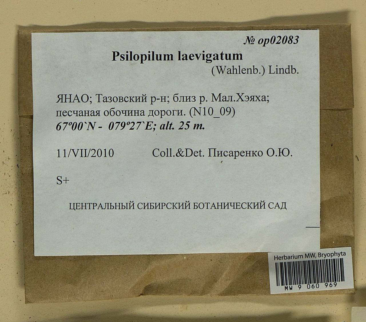 Psilopilum laevigatum (Wahlenb.) Lindb., Гербарий мохообразных, Мхи - Западная Сибирь (включая Алтай) (B15) (Россия)