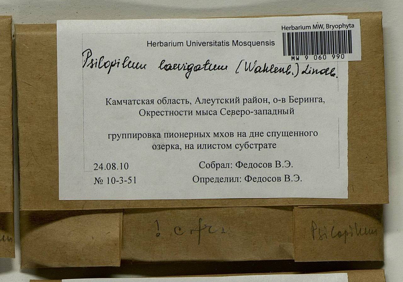 Psilopilum laevigatum (Wahlenb.) Lindb., Гербарий мохообразных, Мхи - Чукотка и Камчатка (B21) (Россия)