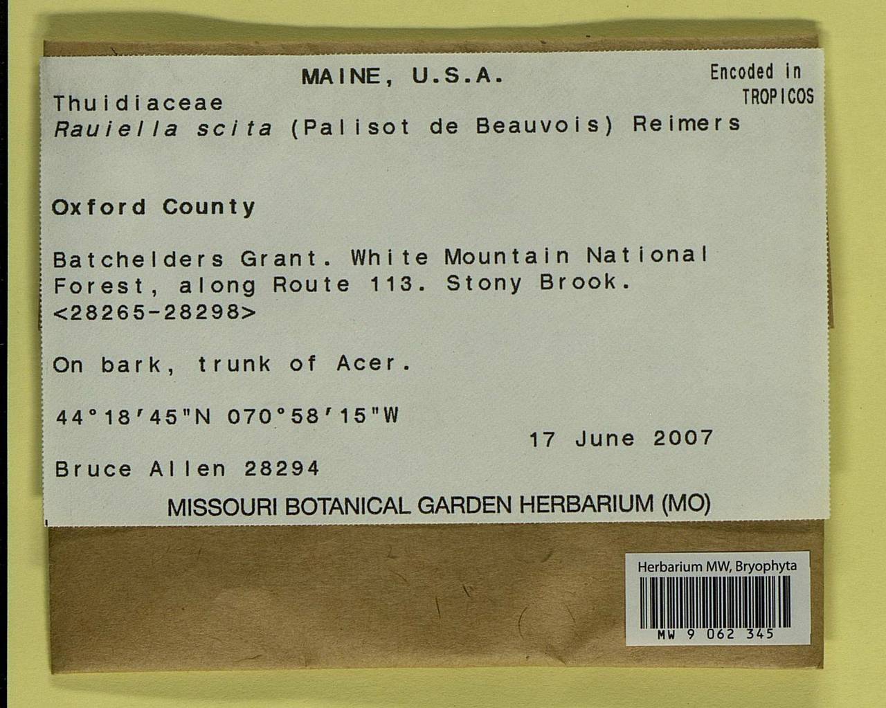 Rauiella scita (P. Beauv.) Reimers, Гербарий мохообразных, Мхи - Америка (BAm) (США)