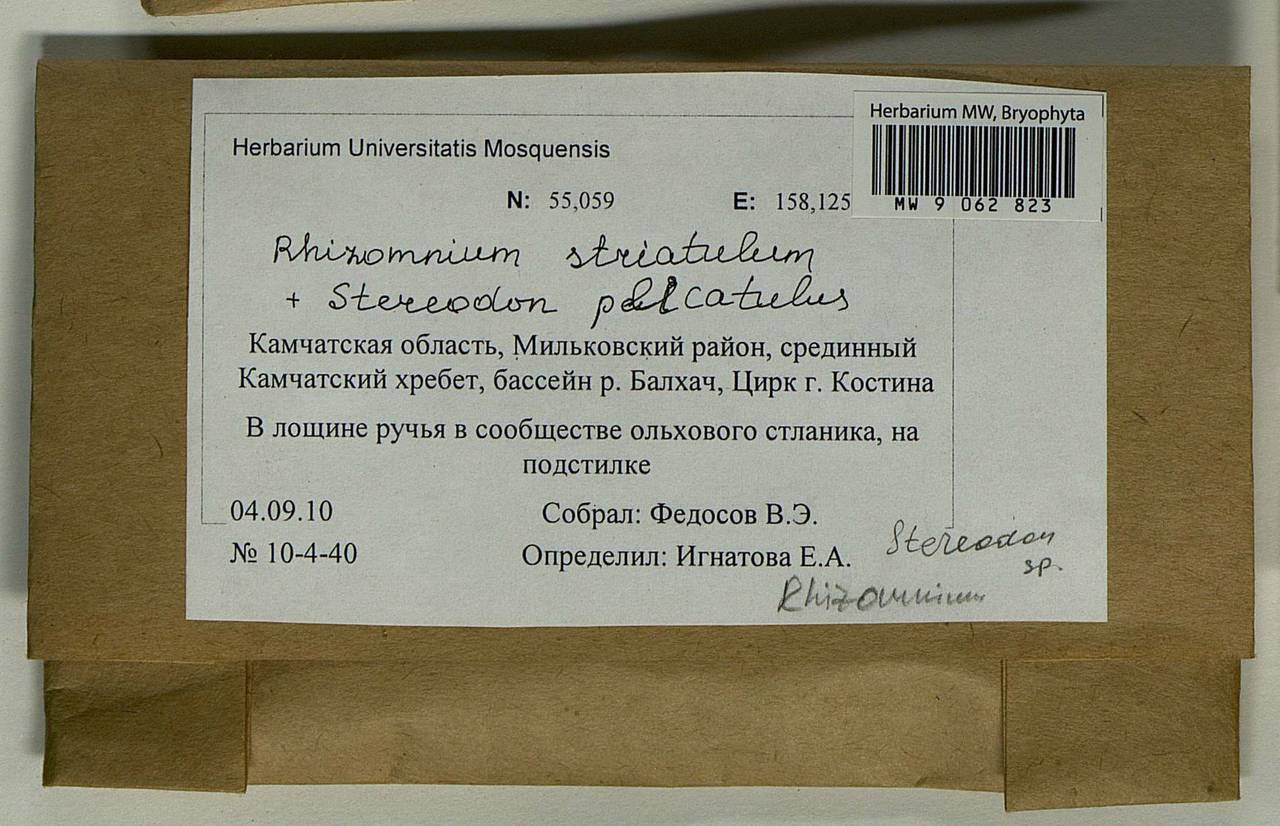 Rhizomnium striatulum (Mitt.) T.J. Kop., Гербарий мохообразных, Мхи - Чукотка и Камчатка (B21) (Россия)
