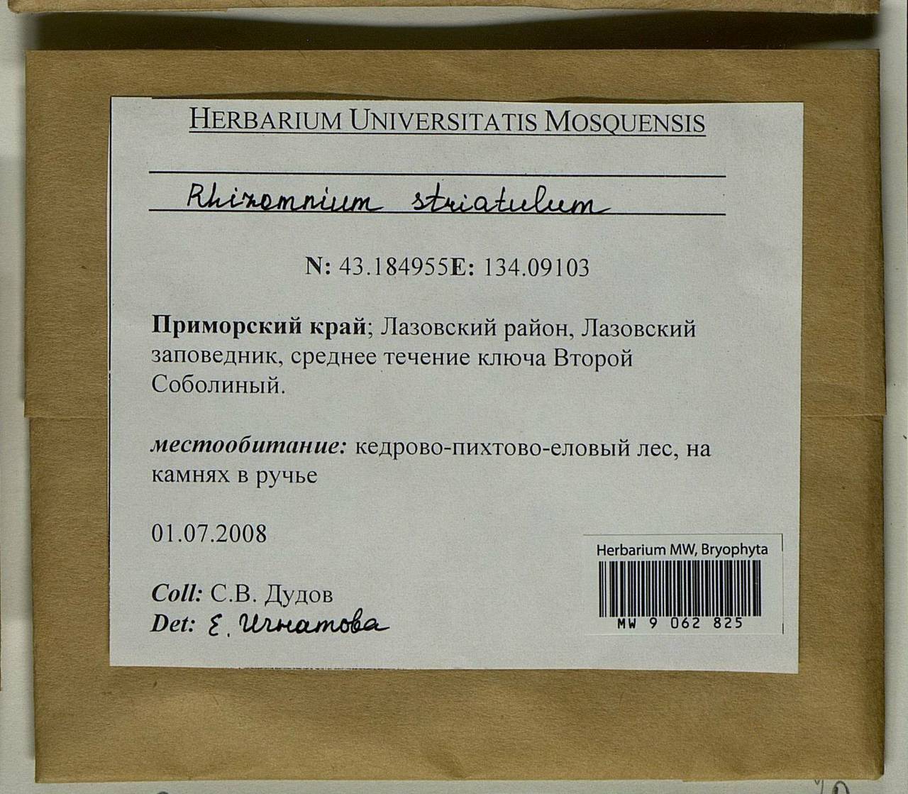 Rhizomnium striatulum (Mitt.) T.J. Kop., Гербарий мохообразных, Мхи - Дальний Восток (без Чукотки и Камчатки) (B20) (Россия)