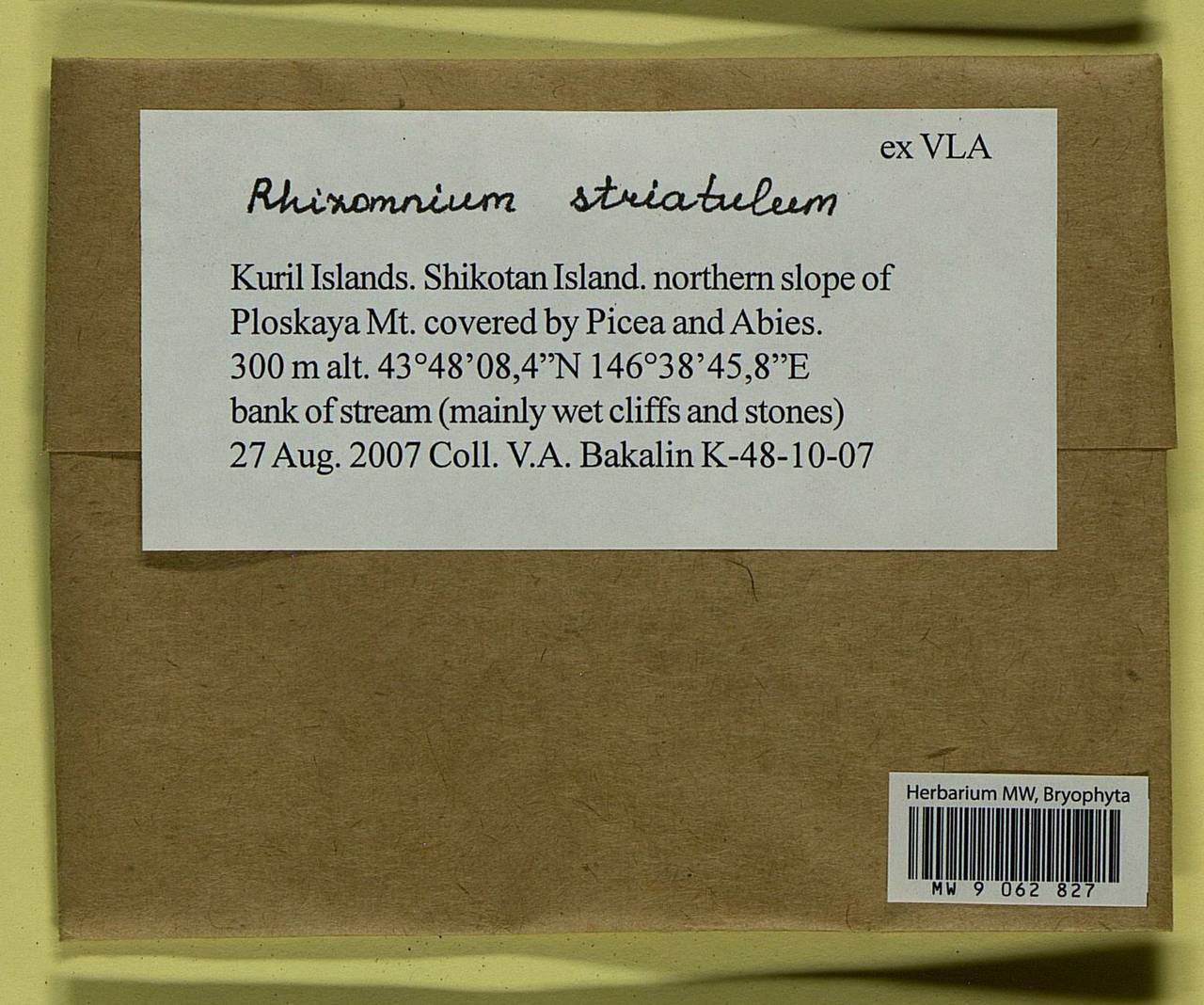 Rhizomnium striatulum (Mitt.) T.J. Kop., Гербарий мохообразных, Мхи - Дальний Восток (без Чукотки и Камчатки) (B20) (Россия)