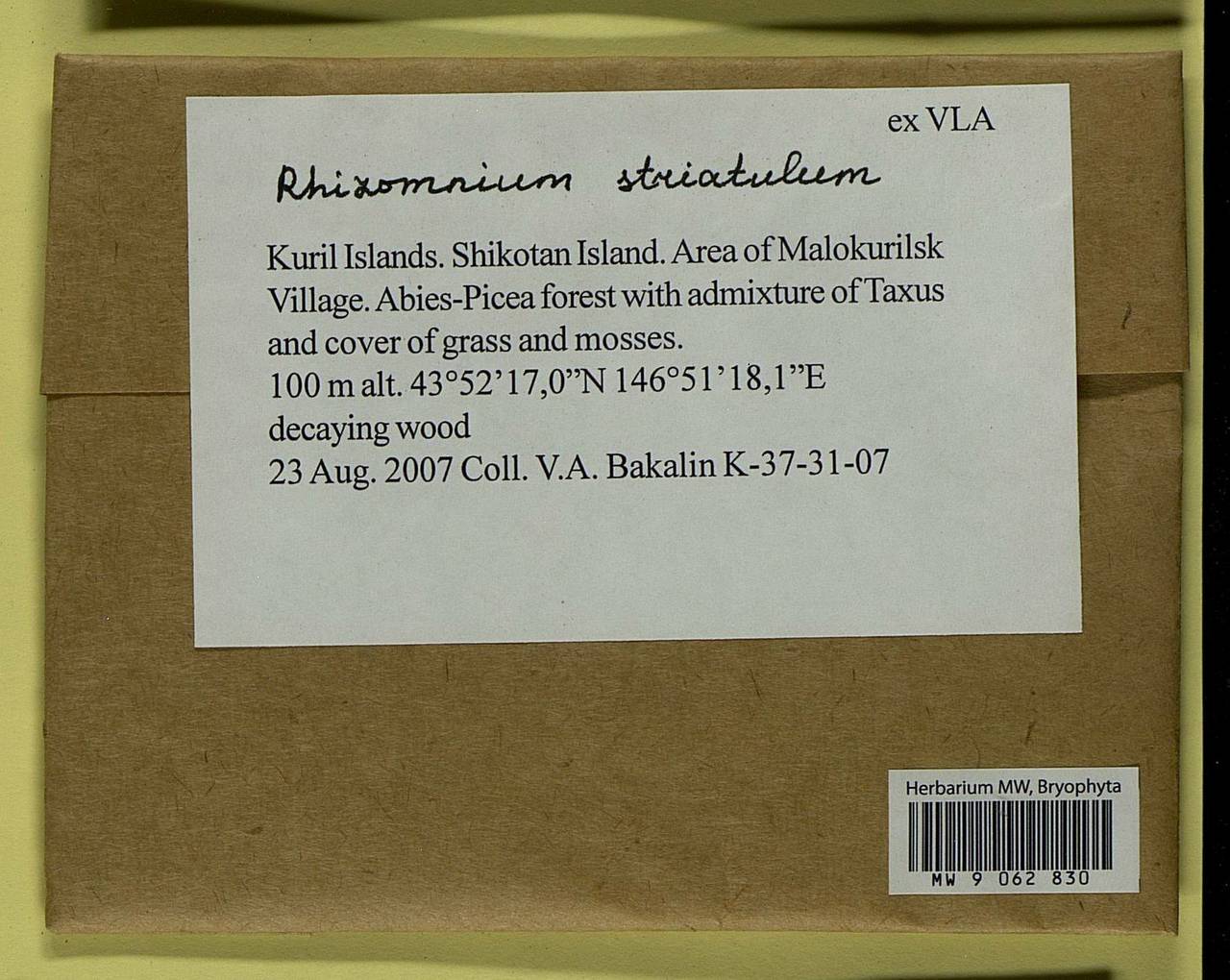 Rhizomnium striatulum (Mitt.) T.J. Kop., Гербарий мохообразных, Мхи - Дальний Восток (без Чукотки и Камчатки) (B20) (Россия)
