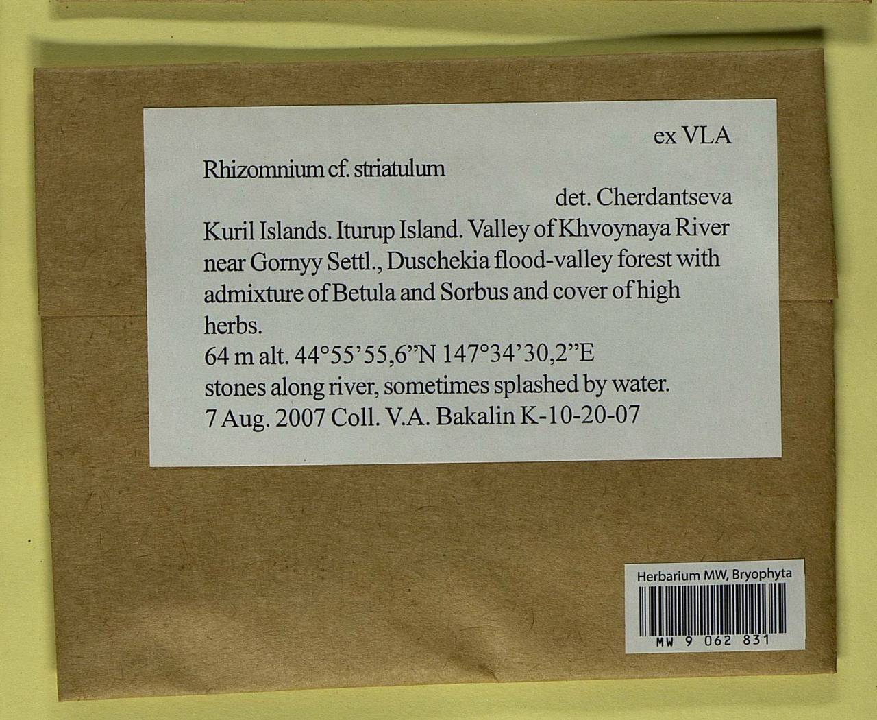 Rhizomnium striatulum (Mitt.) T.J. Kop., Гербарий мохообразных, Мхи - Дальний Восток (без Чукотки и Камчатки) (B20) (Россия)