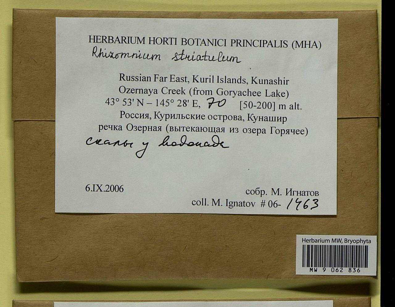 Rhizomnium striatulum (Mitt.) T.J. Kop., Гербарий мохообразных, Мхи - Дальний Восток (без Чукотки и Камчатки) (B20) (Россия)