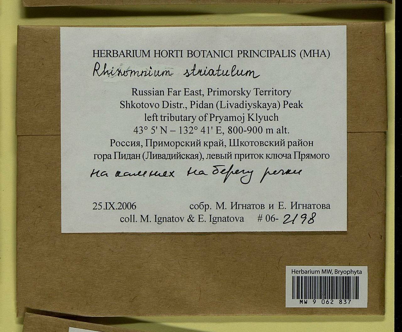 Rhizomnium striatulum (Mitt.) T.J. Kop., Гербарий мохообразных, Мхи - Дальний Восток (без Чукотки и Камчатки) (B20) (Россия)