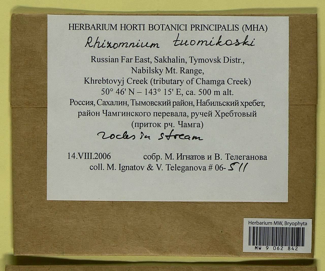 Rhizomnium tuomikoskii T.J. Kop., Гербарий мохообразных, Мхи - Дальний Восток (без Чукотки и Камчатки) (B20) (Россия)