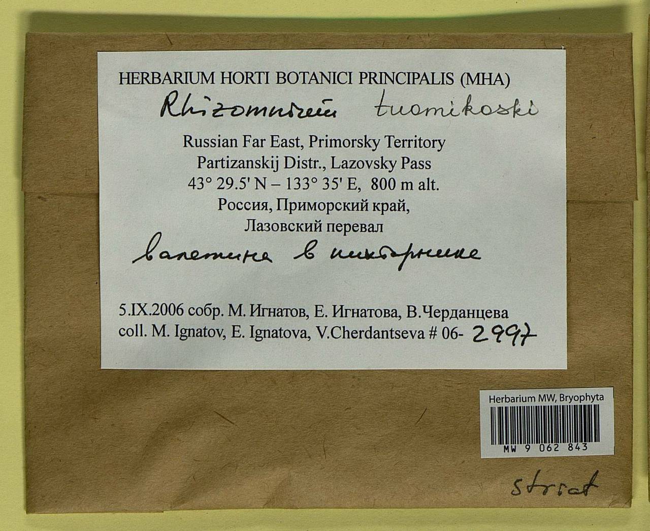 Rhizomnium tuomikoskii T.J. Kop., Гербарий мохообразных, Мхи - Дальний Восток (без Чукотки и Камчатки) (B20) (Россия)