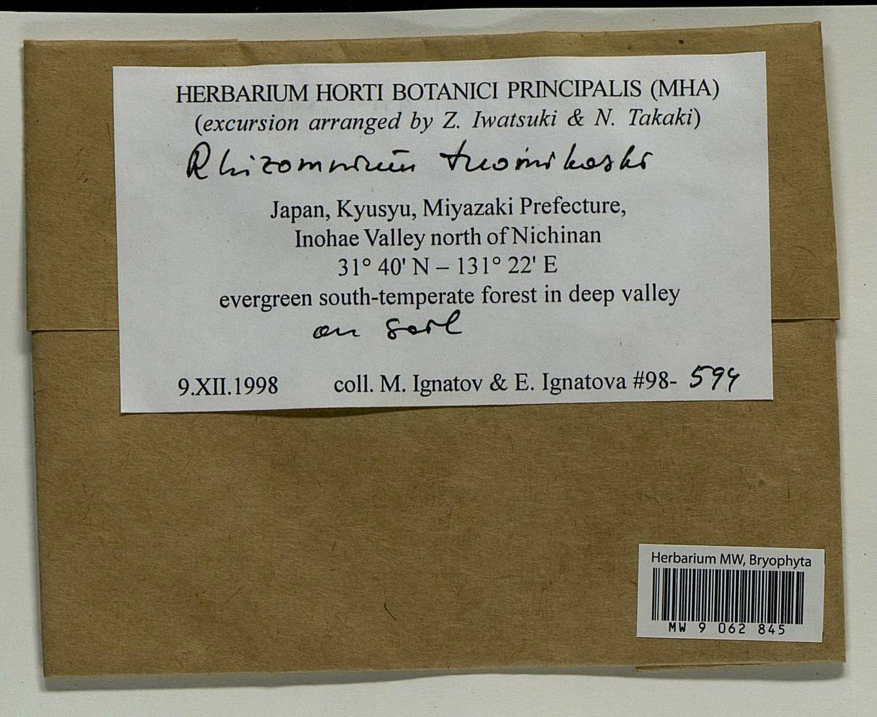 Rhizomnium tuomikoskii T.J. Kop., Гербарий мохообразных, Мхи - Азия (вне границ бывшего СССР) (BAs) (Япония)