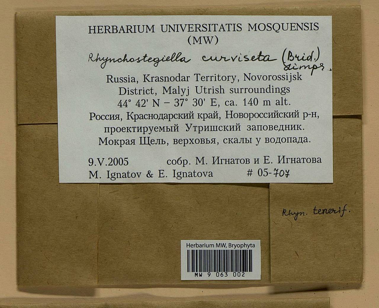 Rhynchostegiella curviseta (Brid.) Limpr., Гербарий мохообразных, Мхи - Северный Кавказ и Предкавказье (B12) (Россия)