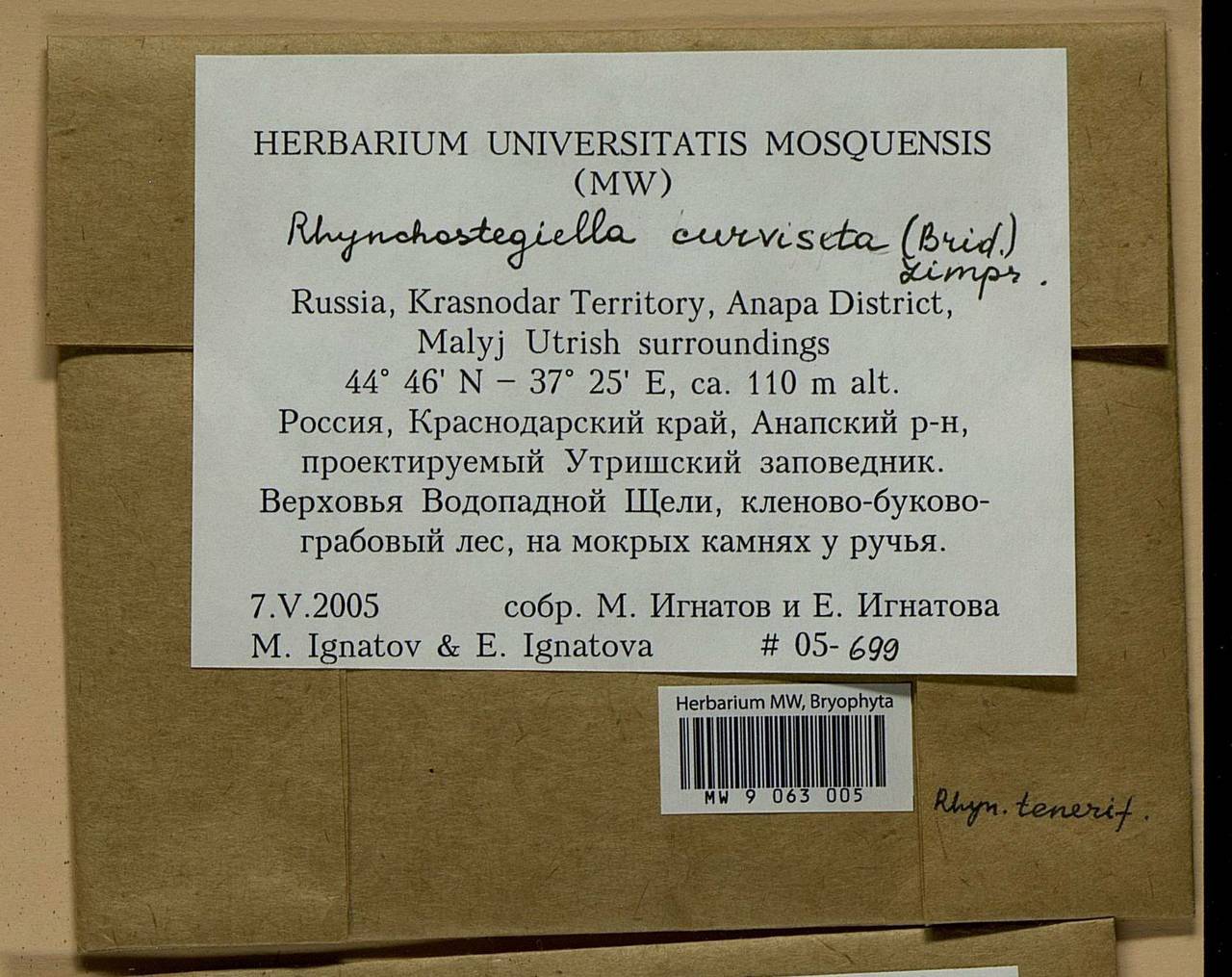 Rhynchostegiella curviseta (Brid.) Limpr., Гербарий мохообразных, Мхи - Северный Кавказ и Предкавказье (B12) (Россия)