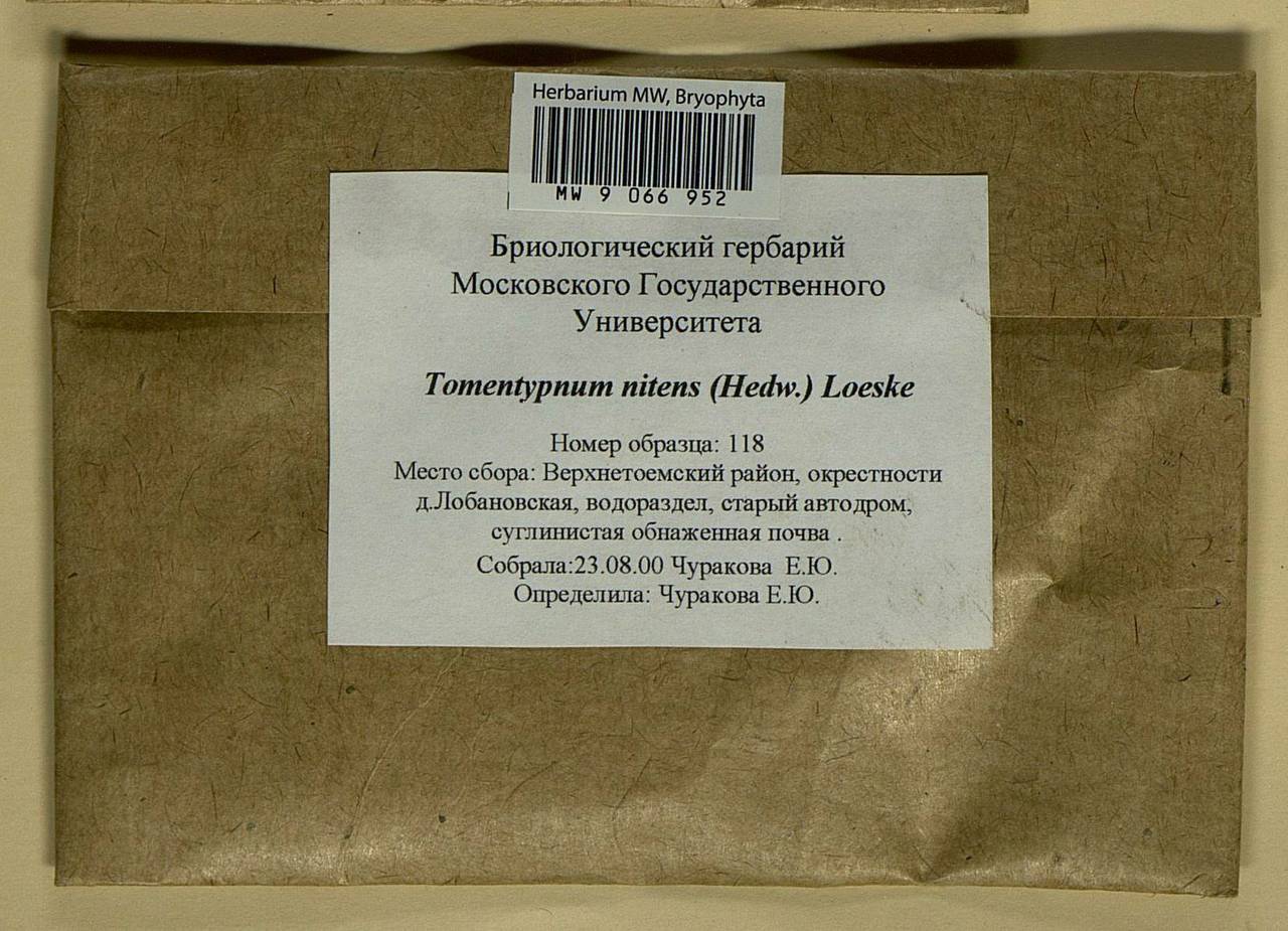 Tomentypnum nitens (Hedw.) Loeske, Гербарий мохообразных, Мхи - Архангельская и Вологодская области, Коми, Ненецкий АО (B7) (Россия)