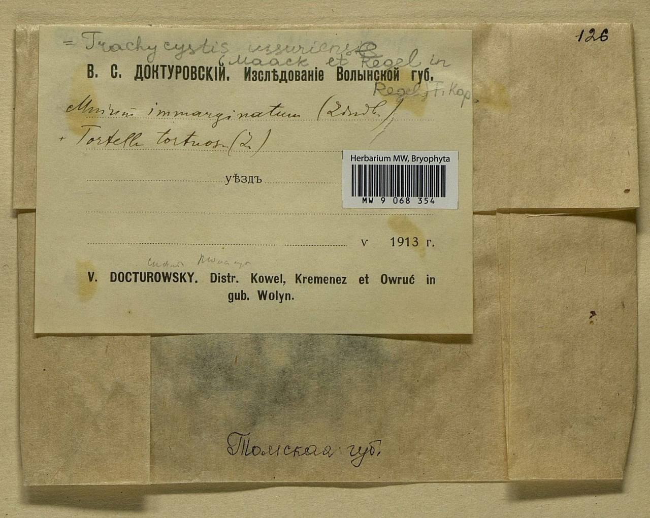 Trachycystis ussuriensis (Regel & Maack) T.J. Kop., Гербарий мохообразных, Мхи - Западная Сибирь (включая Алтай) (B15) (Россия)