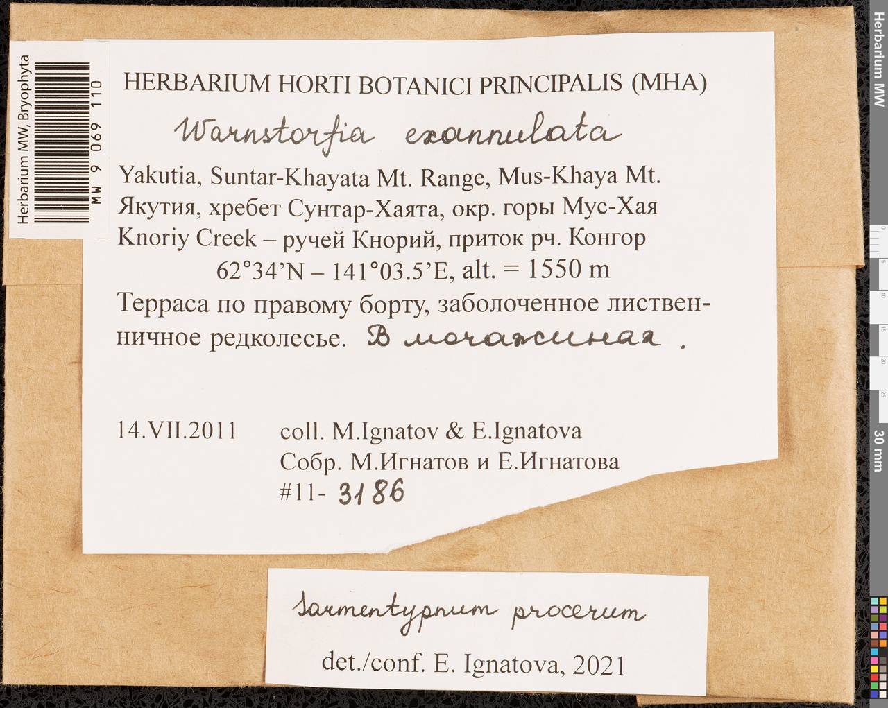 Sarmentypnum procerum (Renauld & Arnell) Hedenäs, Гербарий мохообразных, Мхи - Якутия (B19) (Россия)