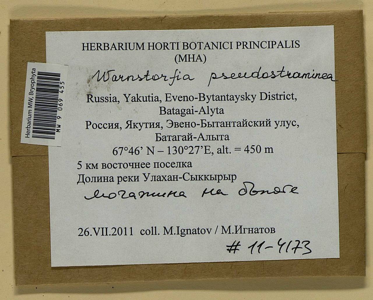 Warnstorfia pseudostraminea (Müll. Hal.) Tuom. & T.J. Kop., Гербарий мохообразных, Мхи - Якутия (B19) (Россия)