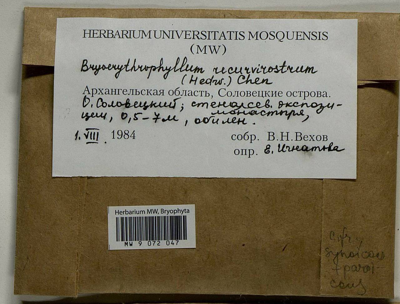 Bryoerythrophyllum recurvirostrum (Hedw.) P.C. Chen, Гербарий мохообразных, Мхи - Архангельская и Вологодская области, Коми, Ненецкий АО (B7) (Россия)