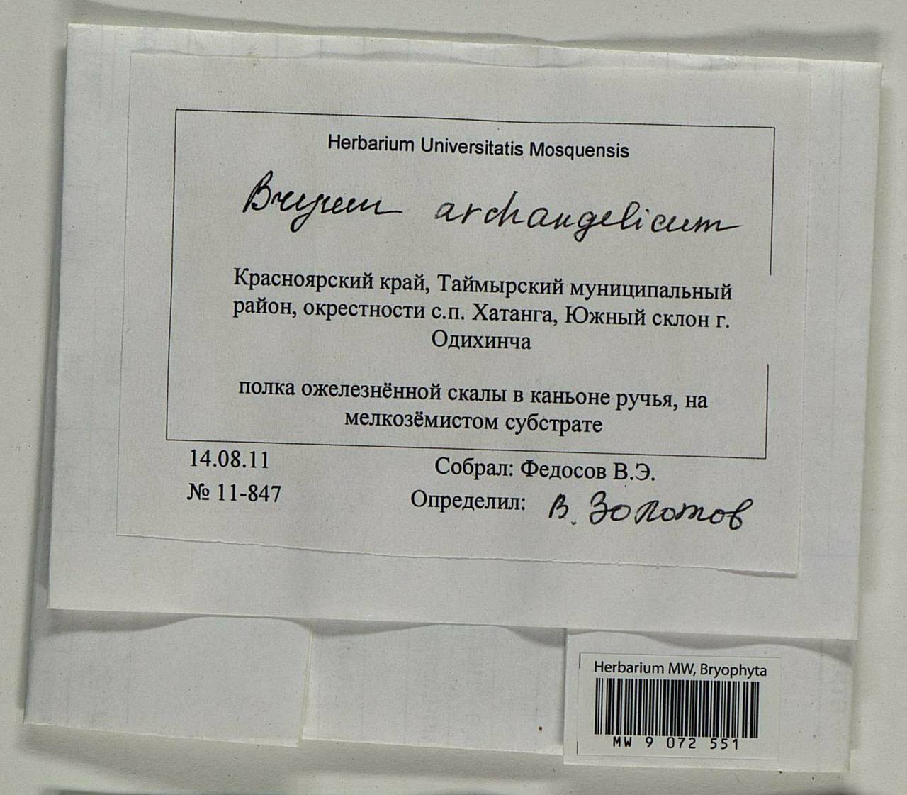 Ptychostomum archangelicum (Bruch & Schimp.) J.R. Spence, Гербарий мохообразных, Мхи - Красноярский край, Тыва и Хакасия (B17) (Россия)