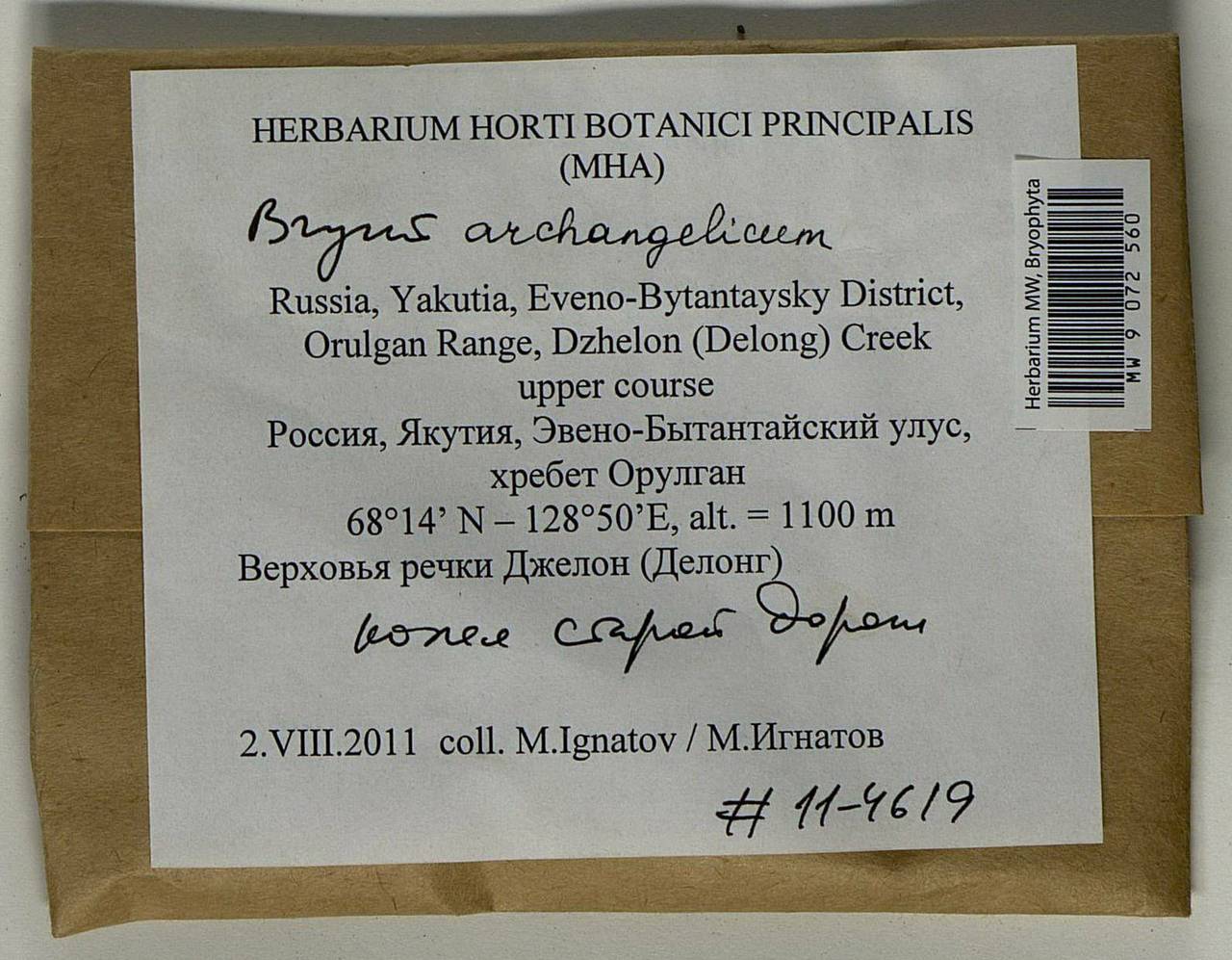Ptychostomum archangelicum (Bruch & Schimp.) J.R. Spence, Гербарий мохообразных, Мхи - Якутия (B19) (Россия)