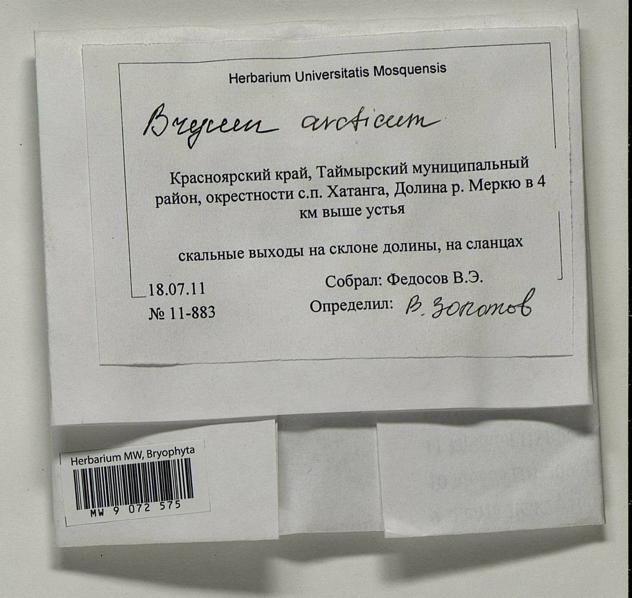 Ptychostomum arcticum (R. Br.) J.R. Spence, Гербарий мохообразных, Мхи - Красноярский край, Тыва и Хакасия (B17) (Россия)