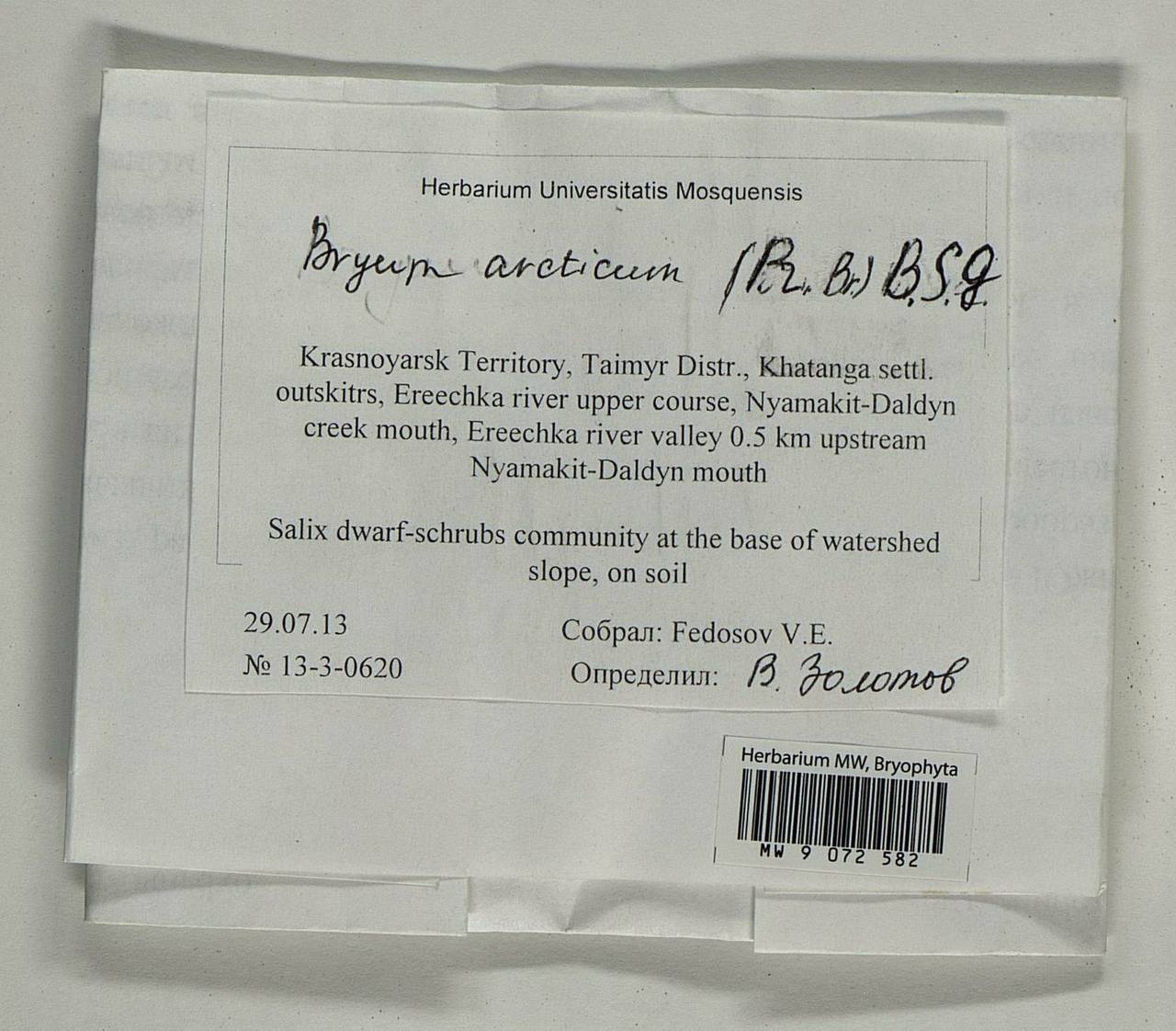 Ptychostomum arcticum (R. Br.) J.R. Spence, Гербарий мохообразных, Мхи - Красноярский край, Тыва и Хакасия (B17) (Россия)