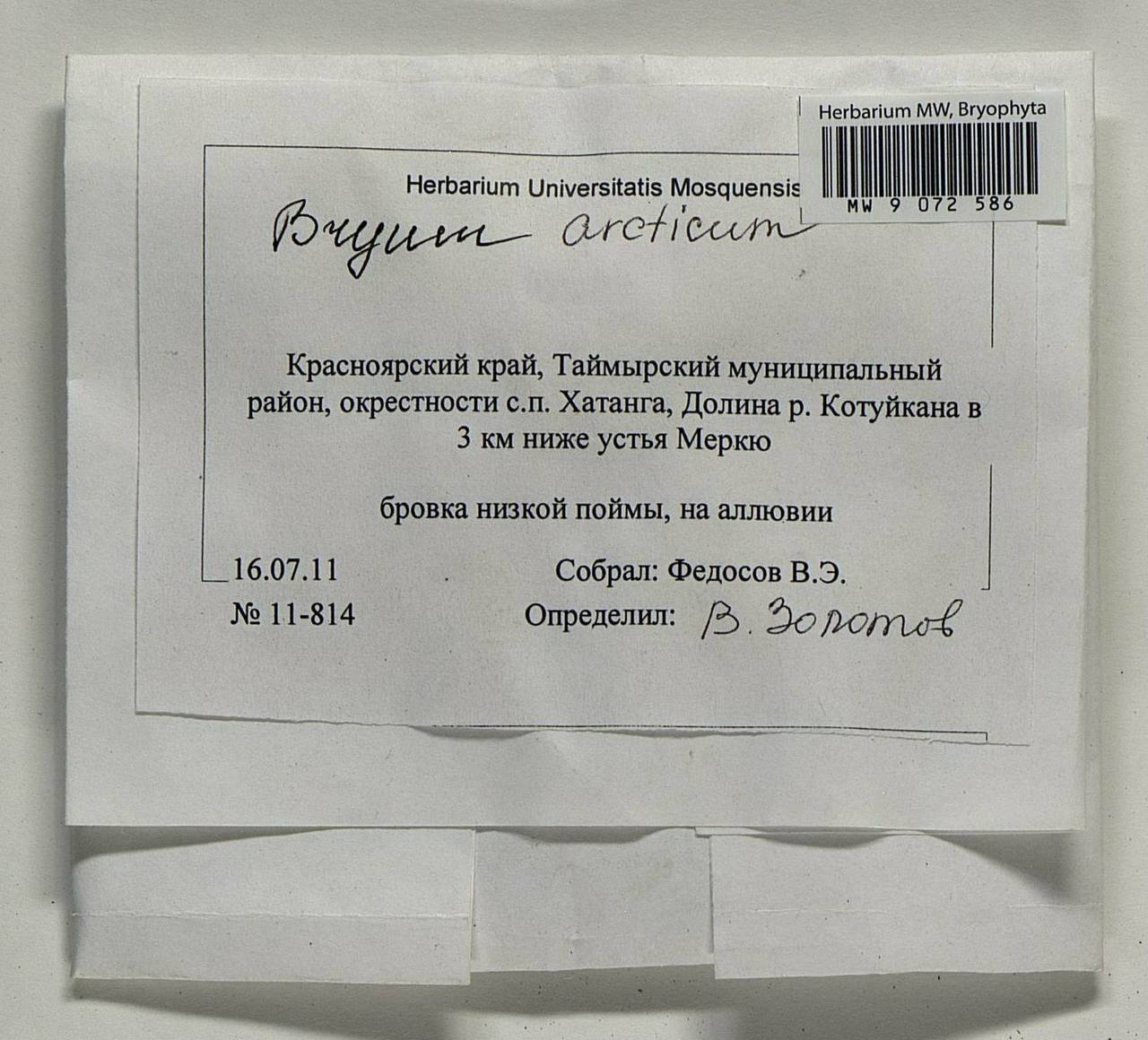 Ptychostomum arcticum (R. Br.) J.R. Spence, Гербарий мохообразных, Мхи - Красноярский край, Тыва и Хакасия (B17) (Россия)