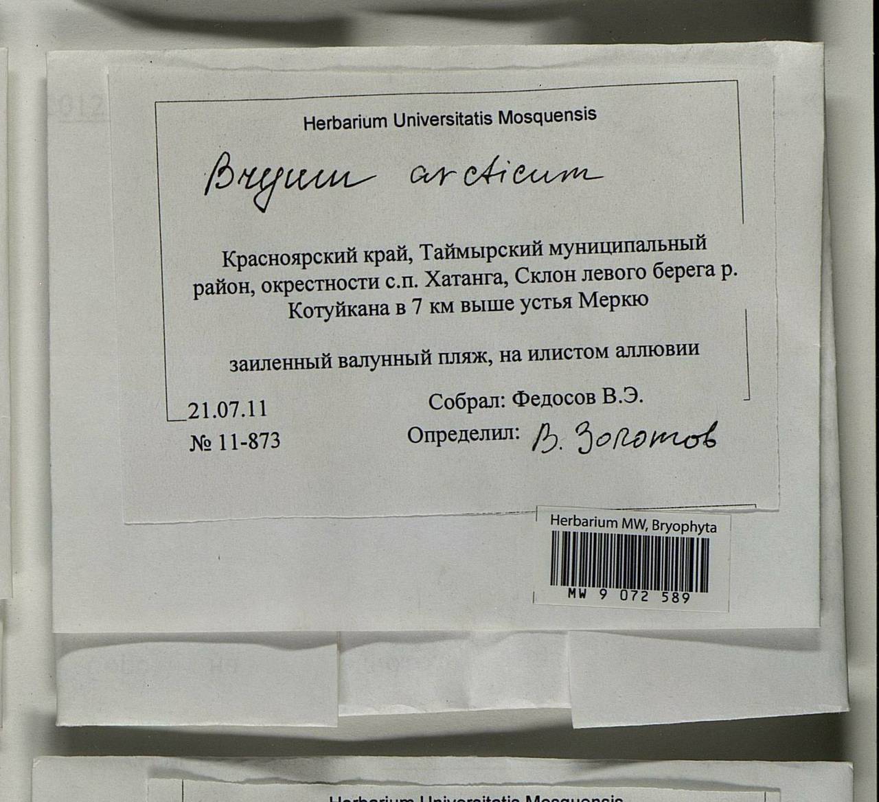 Ptychostomum arcticum (R. Br.) J.R. Spence, Гербарий мохообразных, Мхи - Красноярский край, Тыва и Хакасия (B17) (Россия)
