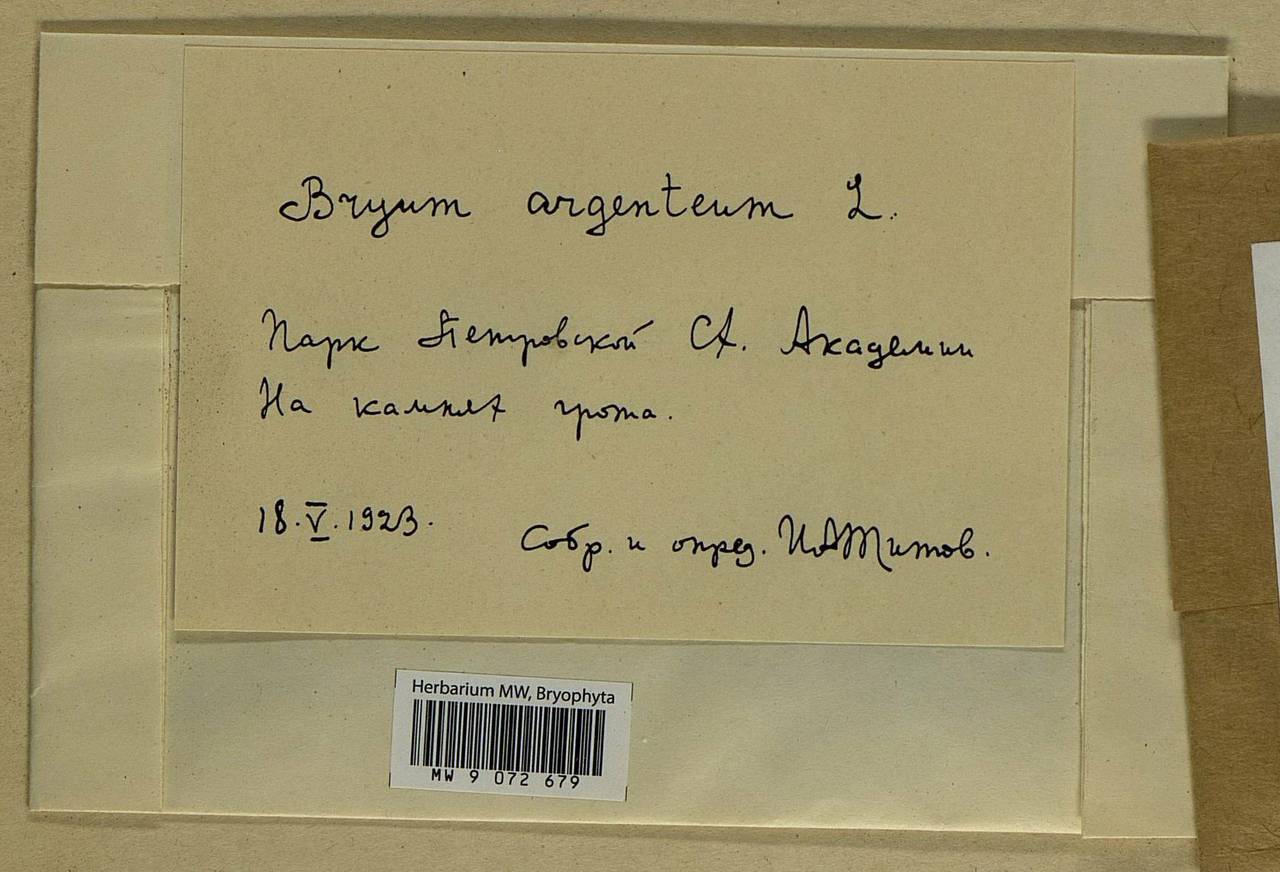Bryum argenteum Hedw., Гербарий мохообразных, Мхи - Москва и Московская область (B6a) (Россия)