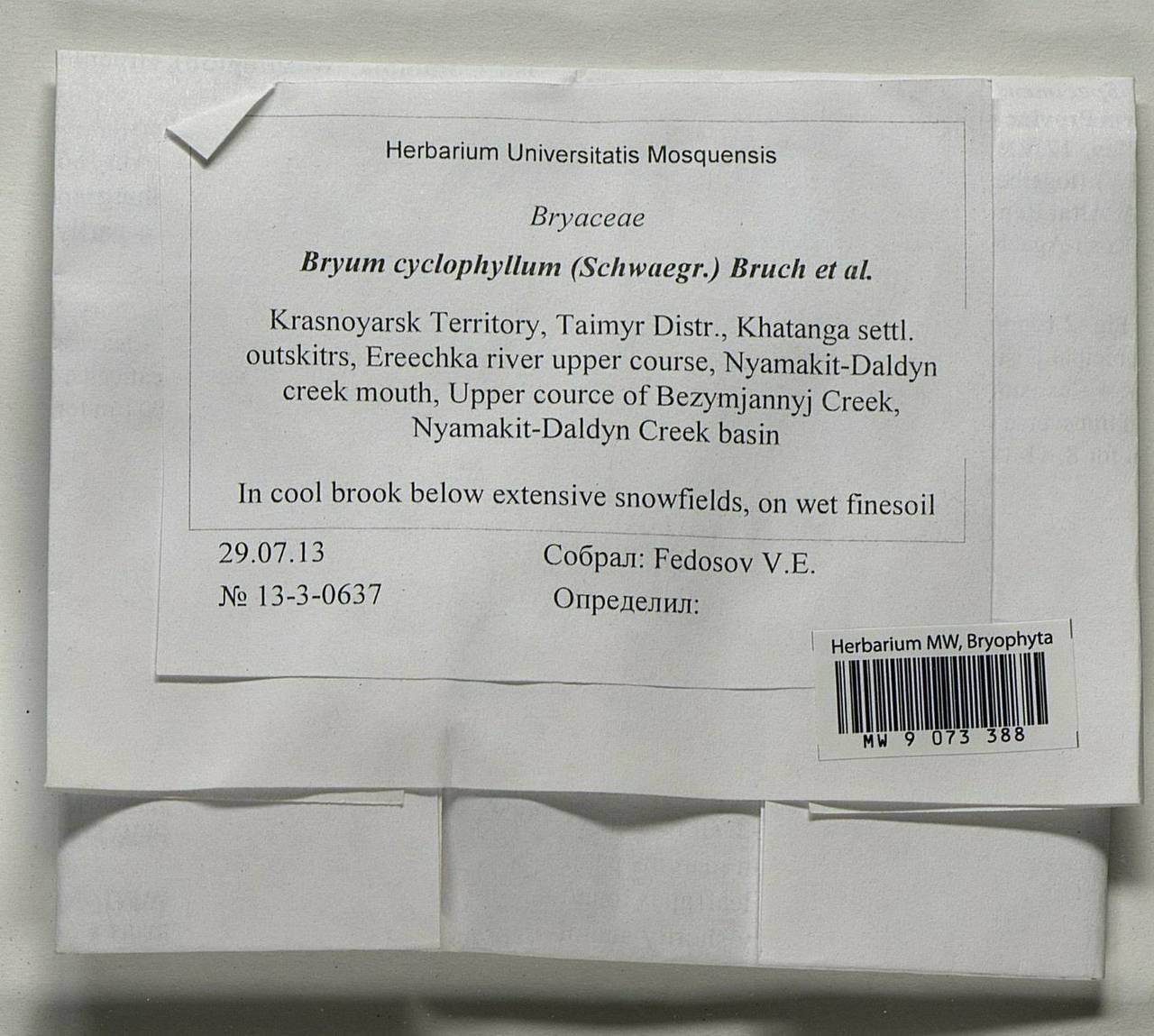 Ptychostomum cyclophyllum (Schwägr.) J.R. Spence, Гербарий мохообразных, Мхи - Красноярский край, Тыва и Хакасия (B17) (Россия)