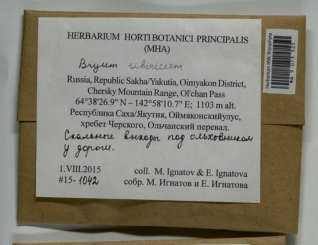Ptychostomum sibiricum (Lindb. & Arnell) J.R. Spence, Гербарий мохообразных, Мхи - Якутия (B19) (Россия)