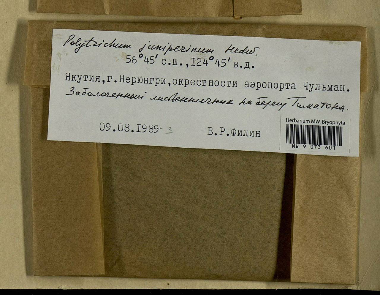 Polytrichum juniperinum Hedw., Гербарий мохообразных, Мхи - Якутия (B19) (Россия)
