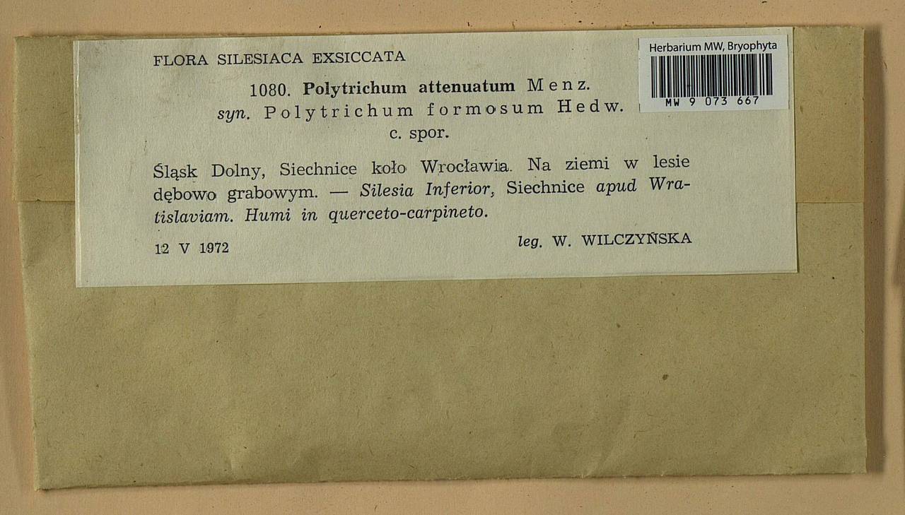 Polytrichum formosum Hedw., Гербарий мохообразных, Мхи - Западная Европа (BEu) (Польша)
