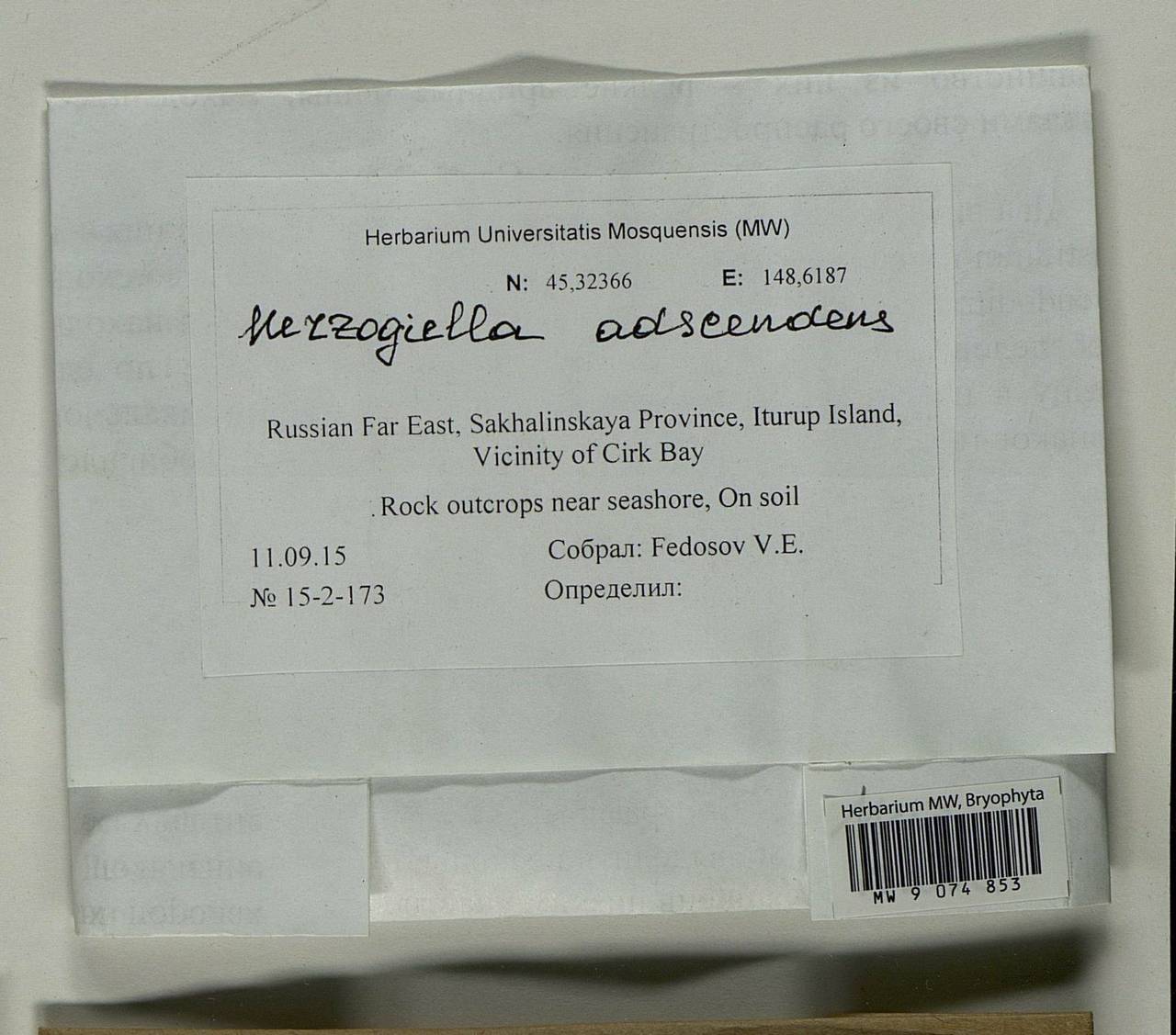 Aquilonium adscendens (Lindb.) Hedenäs, Schlesak & D. Quandt, Гербарий мохообразных, Мхи - Дальний Восток (без Чукотки и Камчатки) (B20) (Россия)