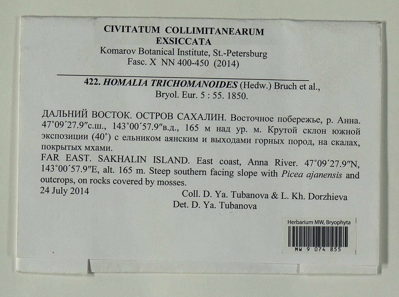 Homalia trichomanoides (Hedw.) Brid., Гербарий мохообразных, Мхи - Дальний Восток (без Чукотки и Камчатки) (B20) (Россия)
