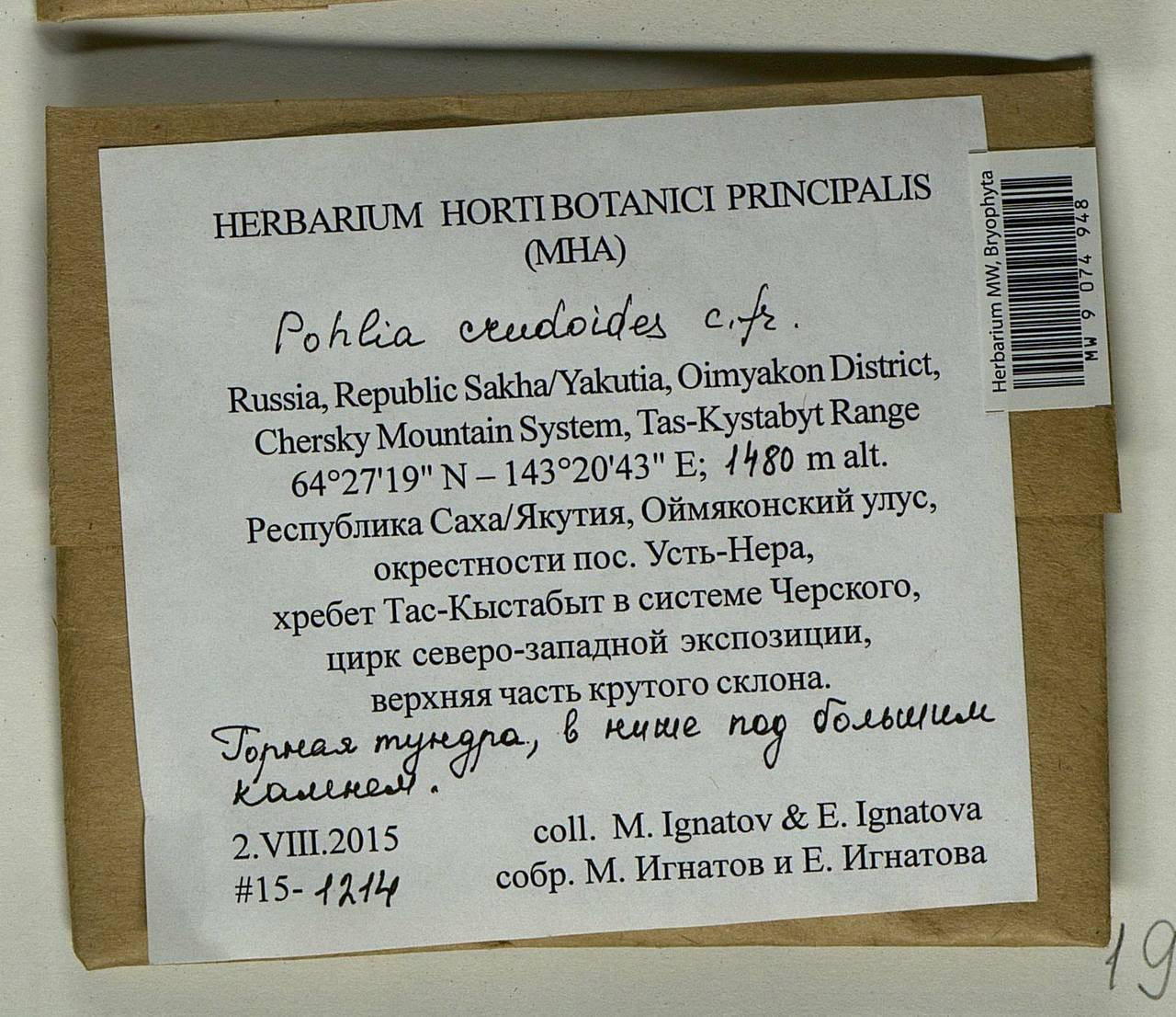 Pohlia crudoides (Sull. & Lesq.) Broth., Гербарий мохообразных, Мхи - Якутия (B19) (Россия)