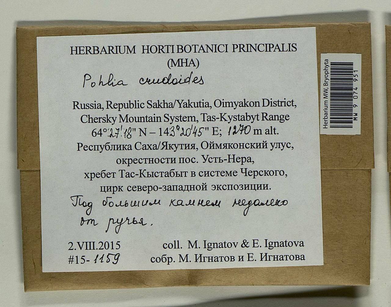 Pohlia crudoides (Sull. & Lesq.) Broth., Гербарий мохообразных, Мхи - Якутия (B19) (Россия)