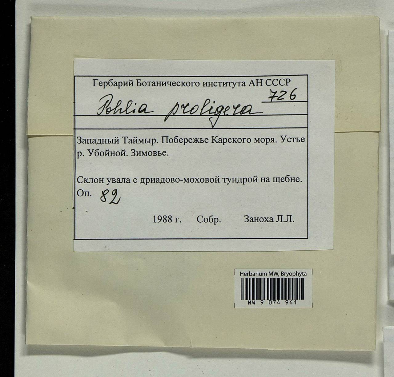 Pohlia proligera (Kindb. ex Breidl.) Lindb. ex Arnell, Гербарий мохообразных, Мхи - Красноярский край, Тыва и Хакасия (B17) (Россия)