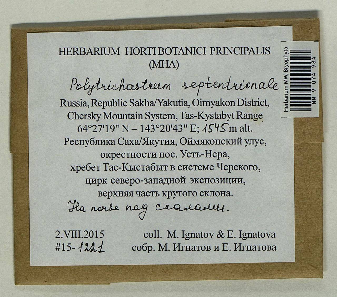 Polytrichastrum septentrionale (Sw. ex Brid.) E.I. Ivanova, N.E. Bell & Ignatov, Гербарий мохообразных, Мхи - Якутия (B19) (Россия)