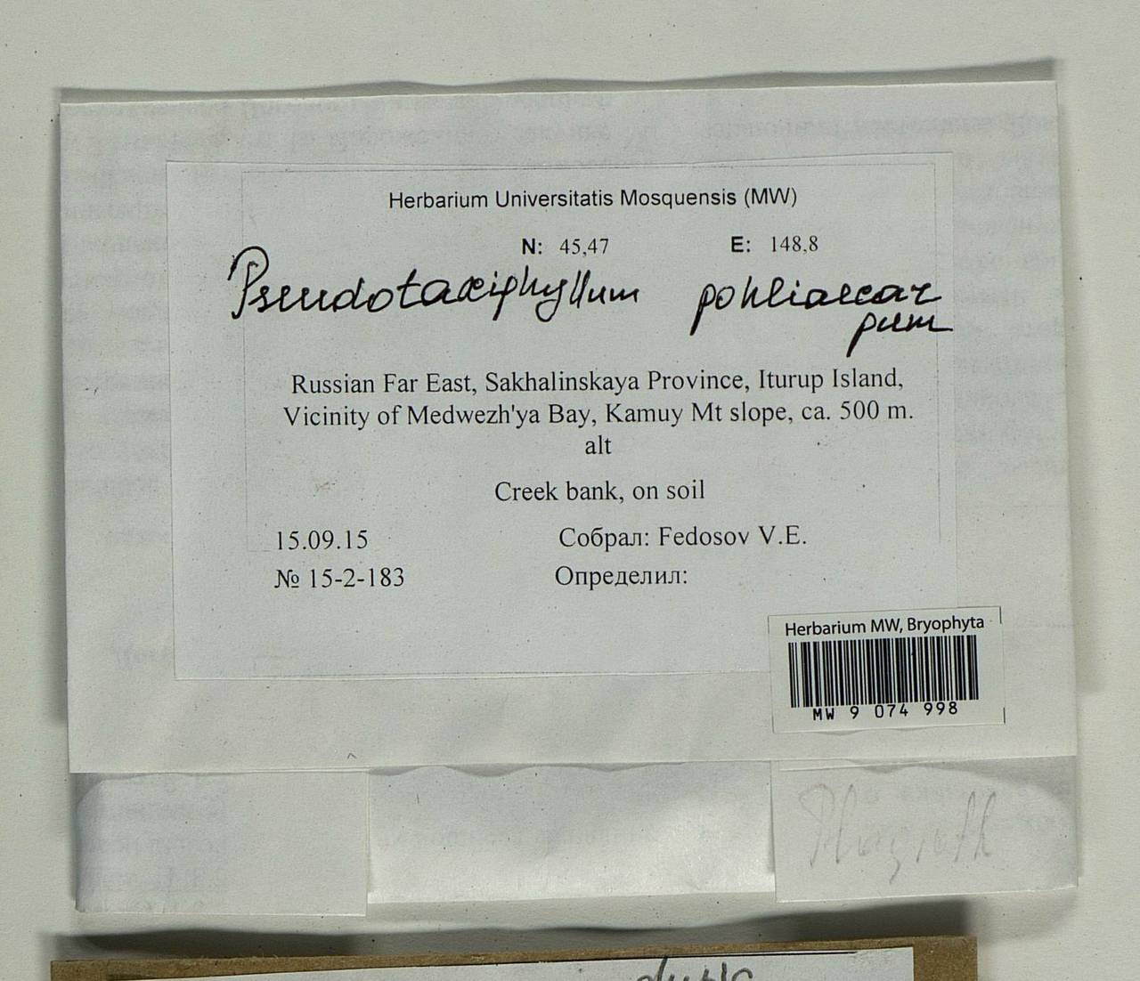 Pseudotaxiphyllum pohliicarpum (Sull. & Lesq.) Z. Iwats., Гербарий мохообразных, Мхи - Дальний Восток (без Чукотки и Камчатки) (B20) (Россия)