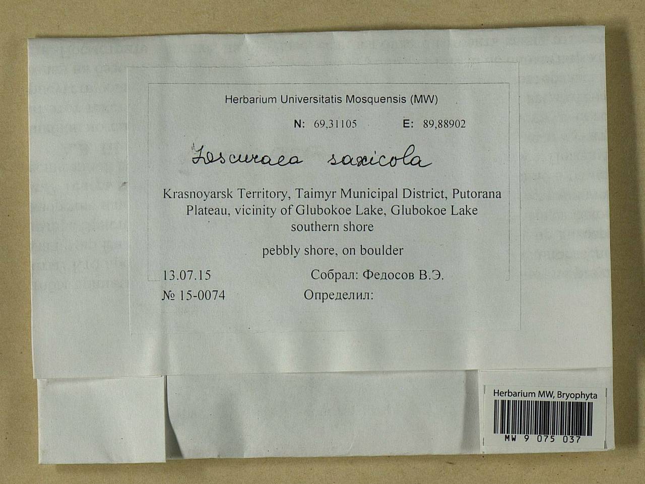 Lescuraea saxicola (Schimp.) Molendo, Гербарий мохообразных, Мхи - Красноярский край, Тыва и Хакасия (B17) (Россия)